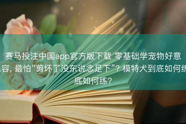 赛马投注中国app官方版下载 零基础学宠物好意思容， 最怕“剪坏了没东说念足下”? 模特犬到底如何练?
